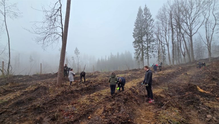 Kasmetinė miškasodžio tradicija – tvarumo iniciatyva